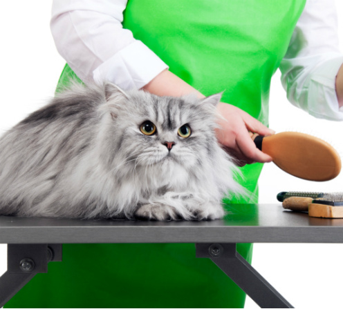 Low Cost Veterinarian