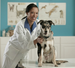 Reliable Vet Service