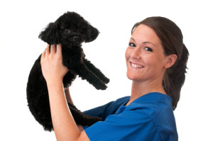 Veterinarian